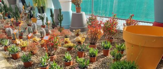 Vente de végétaux, plantes fleuries, plantes aromatiques, haies, arbres et arbustes